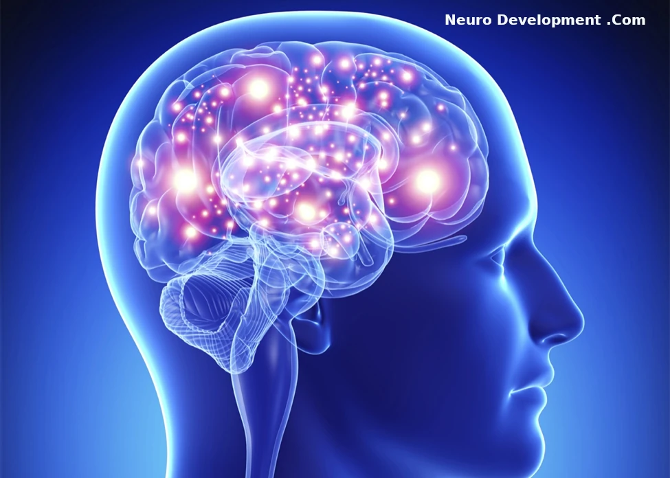 NeuroDevelopment 
